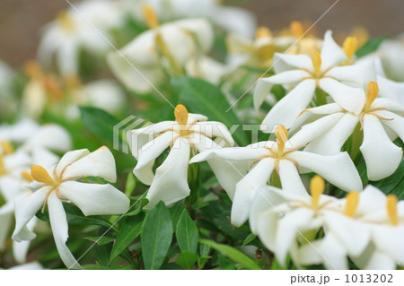 クチナシの花 クチナシの花 1013202