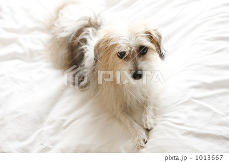 白い犬 1013667