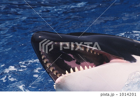 シャチの写真素材 [1014201] - PIXTA