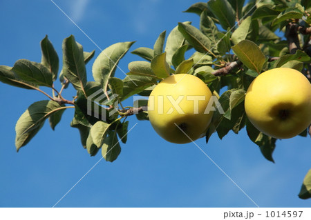 シナノゴールド 1014597