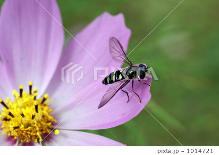 コスモスとフタホシヒラタアブ（雌） 1014721