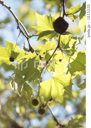 プラタナスの若葉 プラタナスの若葉 1015320