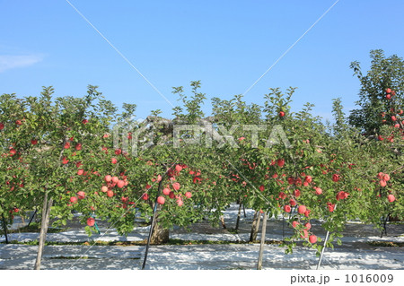 有袋フジの畑 1016009