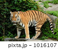 アムールトラ アムールトラ 1016107