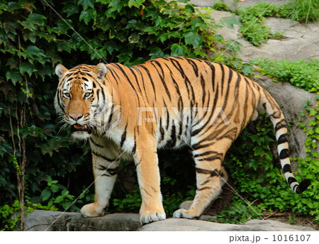 アムールトラ 1016107