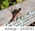 羽を休めるトンボ 羽を休めるトンボ 1016241