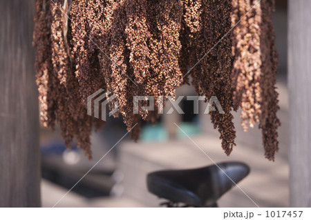 キビを干す 1017457