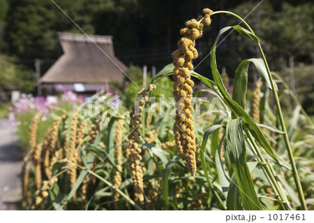 茅葺き民家と雑穀の実り 茅葺き民家と雑穀の実り 1017461