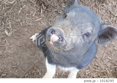 ブタ 1018295
