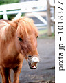 馬事公苑の馬 1018327