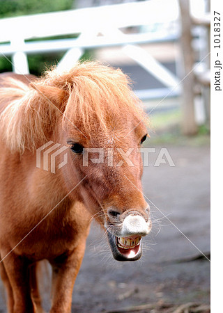 馬事公苑の馬 馬事公苑の馬 1018327