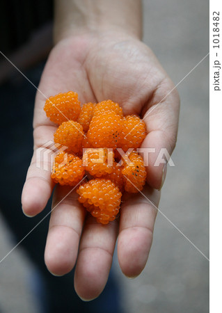 木イチゴ 1018482