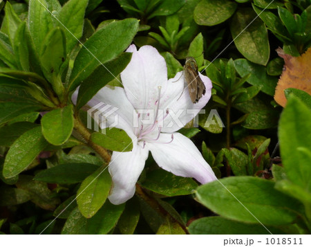 サツキとイチモンジセセリ サツキとイチモンジセセリ 1018511