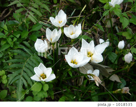 タマスダレ タマスダレ 1018535