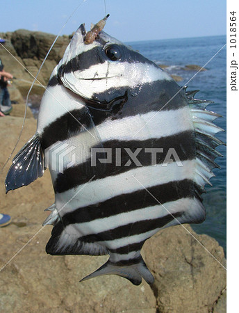 サンバソウ 1018564