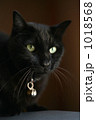 黒猫 1018568
