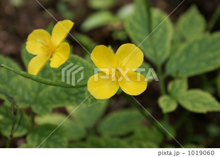 山吹草　ヤマブキソウ 1019060