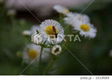 春紫苑にホソヒラタアブ ハルジオン 春紫苑にホソヒラタアブ ハルジオン 1019089