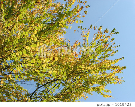 秋空とカツラの黄葉 1019422