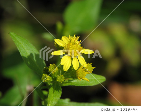 コガネギク（ミヤマアキノキリンソウ） 1019747