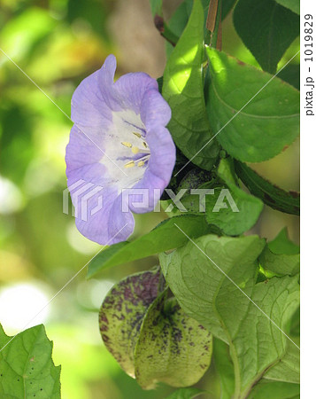 オオセンナリ(センナリホオズキ) オオセンナリ(センナリホオズキ) 1019829