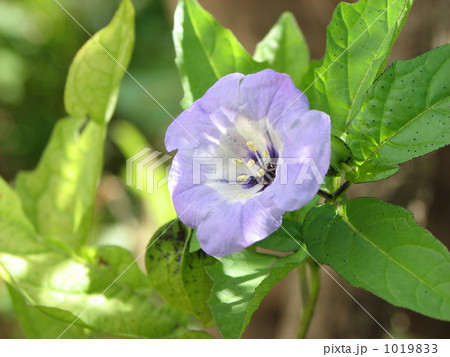 オオセンナリ(センナリホオズキ) オオセンナリ(センナリホオズキ) 1019833