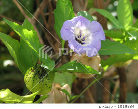 オオセンナリ(センナリホオズキ) オオセンナリ(センナリホオズキ) 1019834