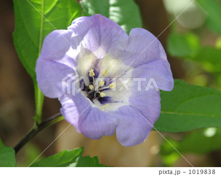 オオセンナリ（センナリホオズキ） 1019838