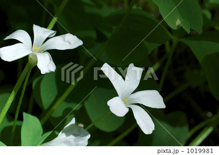 イモカタバミの花 1019981