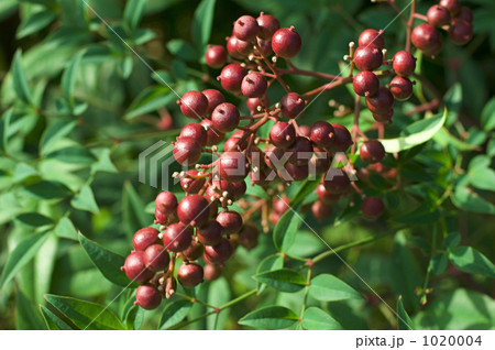 ナンテンの実 1020004