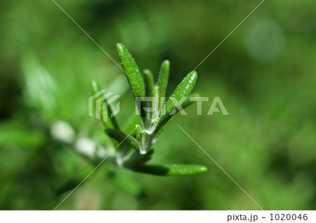 ローズマリーの葉 1020046