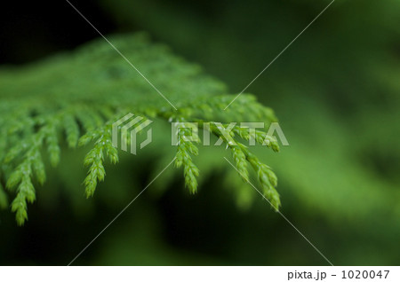 ヒバの葉 1020047