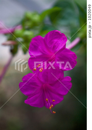 赤いオシロイバナ 赤いオシロイバナ 1020049