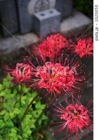 お墓の彼岸花 1020050
