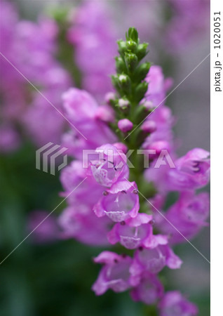 ハナトラノオの花 ハナトラノオの花 1020051