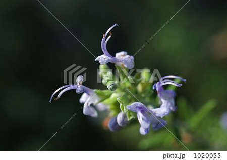 ローズマリーの花 1020055