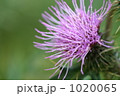 1020065