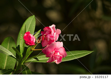 キョウチクトウの花 1020117