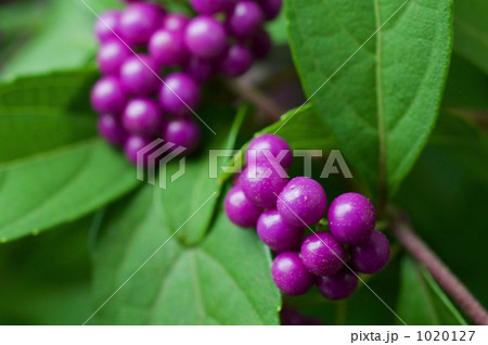 コムラサキの実 1020127