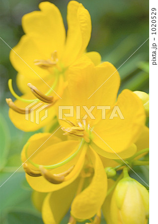 ハナセンナの花 1020529