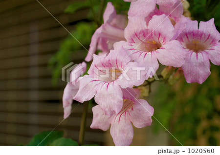 ピンクノウゼンカズラの花 1020560