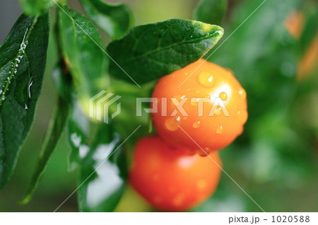 フユサンゴの実 フユサンゴの実 1020588