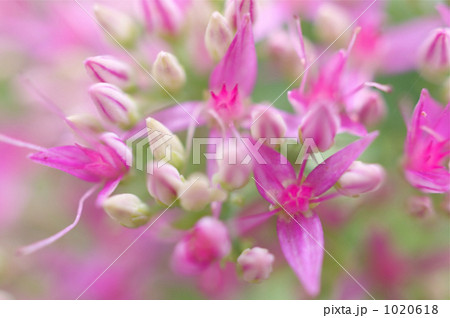 ミセバヤの花 1020618