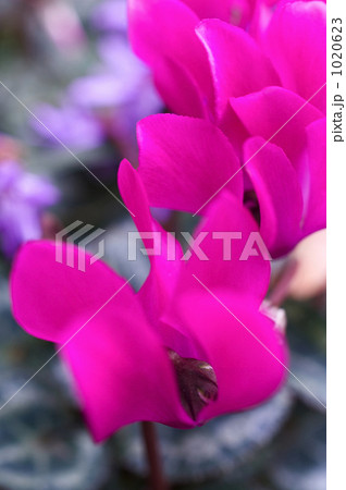 シクラメンの花 1020623