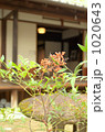 日本家屋の庭 1020643