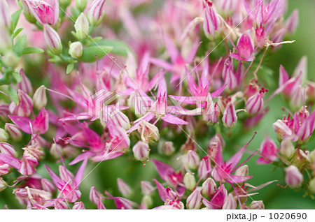ミセバヤの花 1020690