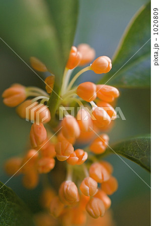 金木犀の蕾 金木犀の蕾 1020809