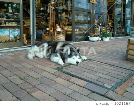 休息中の看板犬 休息中の看板犬 1021167