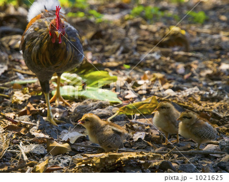 ニワトリの親子 1021625