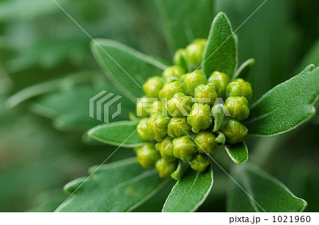 イソギク 1021960